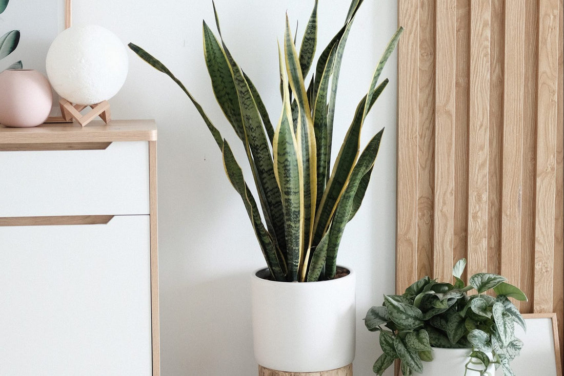 2020 Living Room Trends