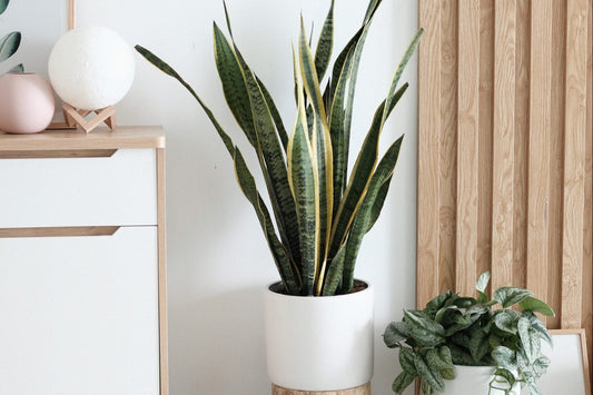 2020 Living Room Trends