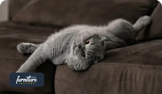 What’s the Most Pet-Friendly Sofa Material?